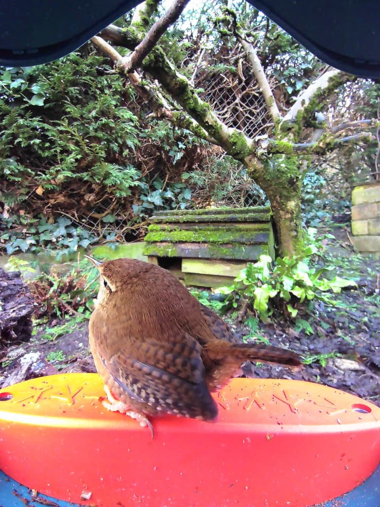 General Eurasian Wren comparison