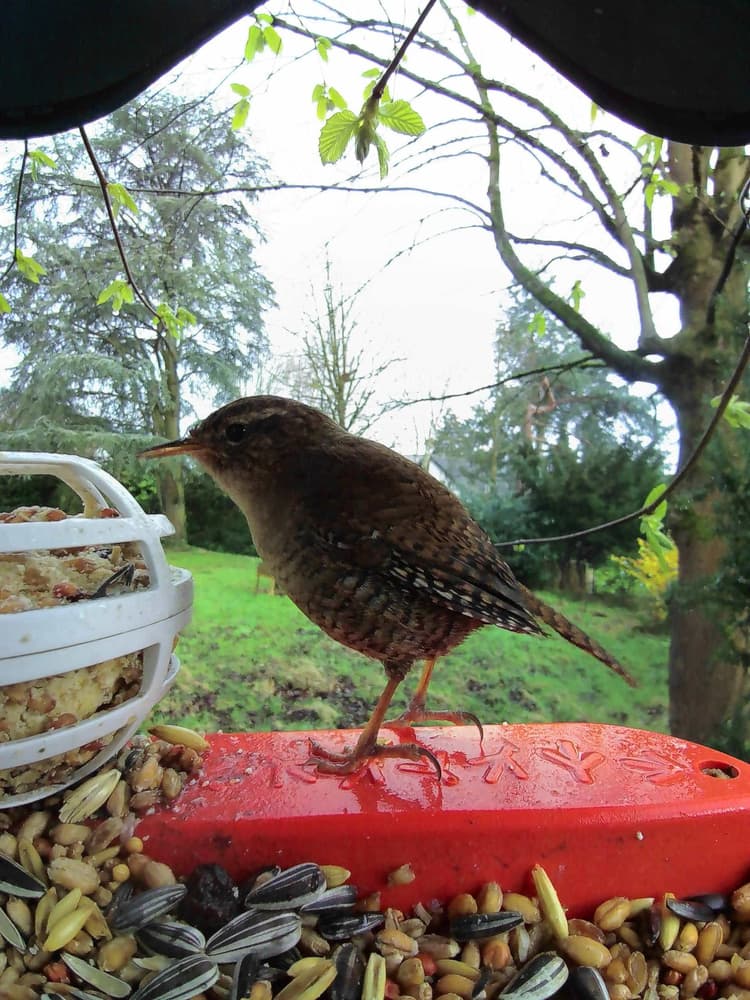 General Eurasian Wren comparison