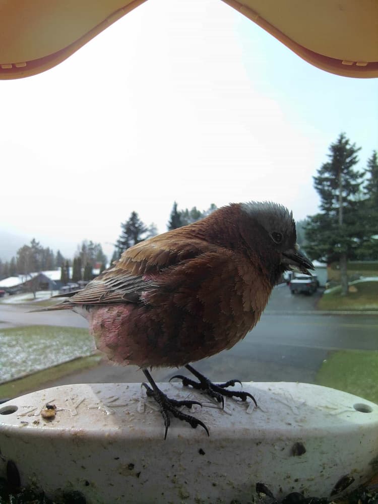 General Gray-Crowned Rosy-Finch comparison