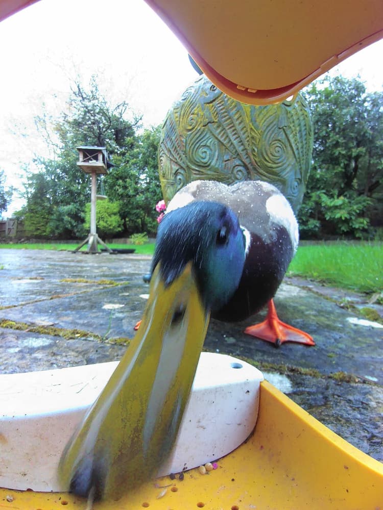 General Mallard comparison