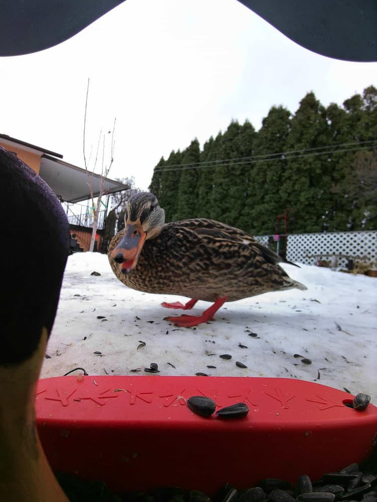 General Mallard comparison