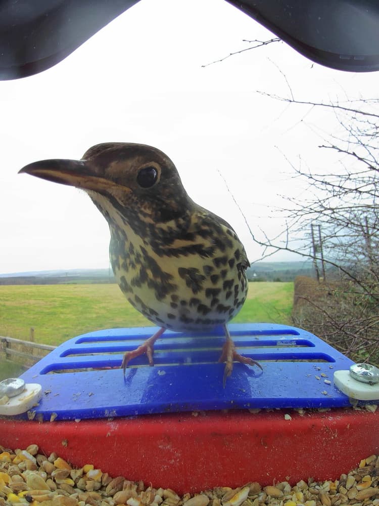 General Mistle Thrush comparison