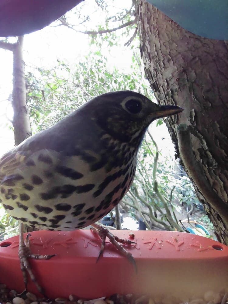 General Mistle Thrush comparison