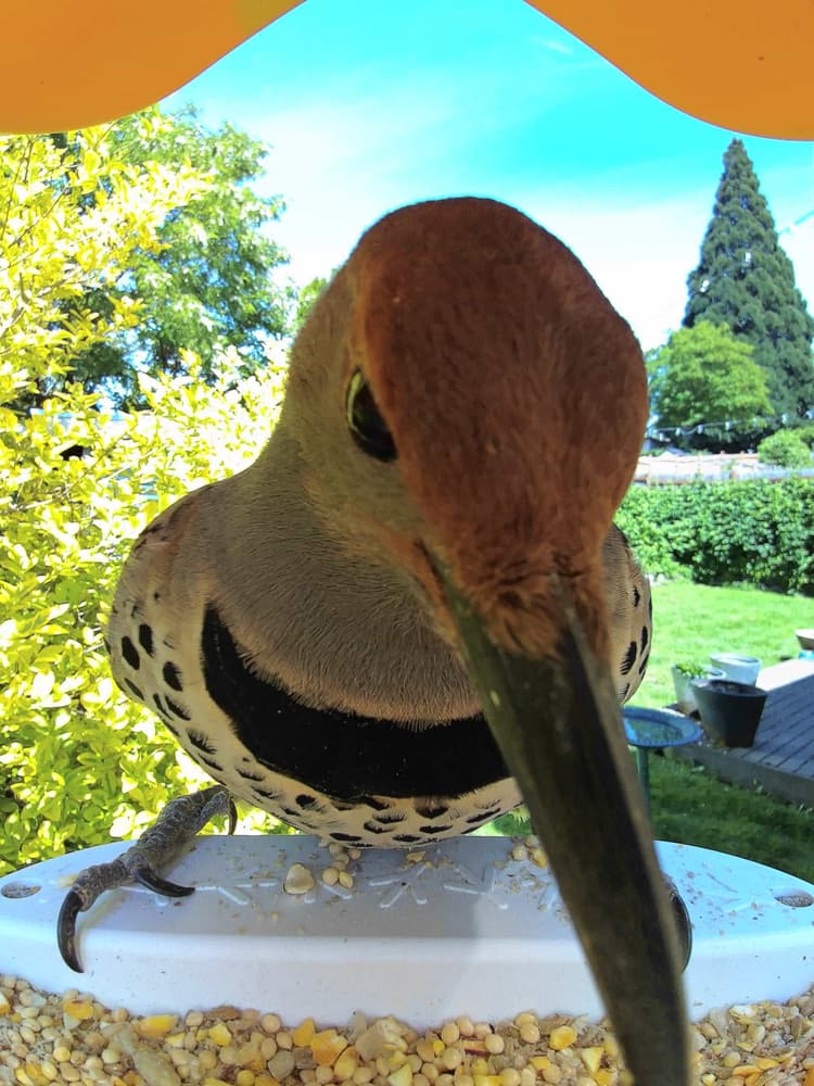 Adult female Northern Flicker