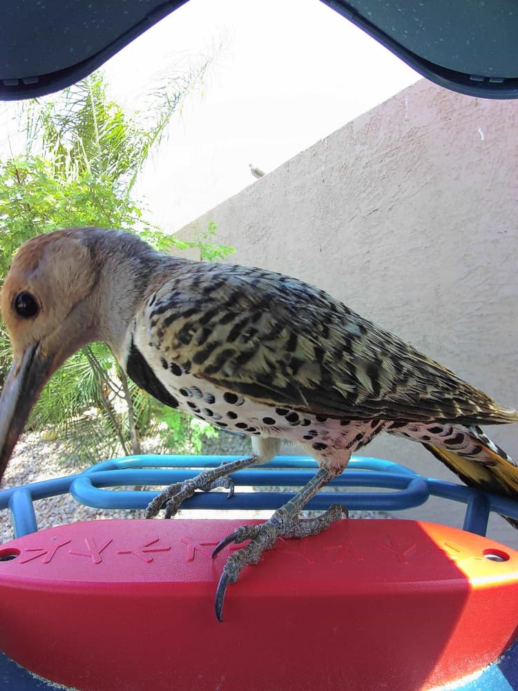 Juvenile Northern Flicker
