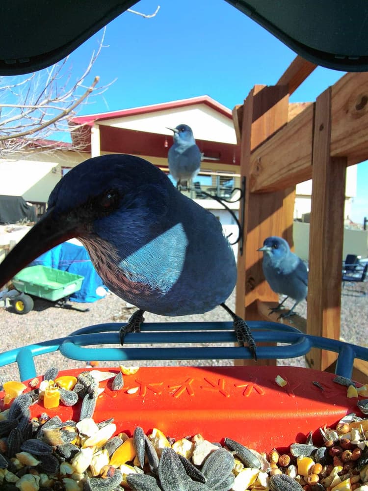 General Pinyon Jay comparison