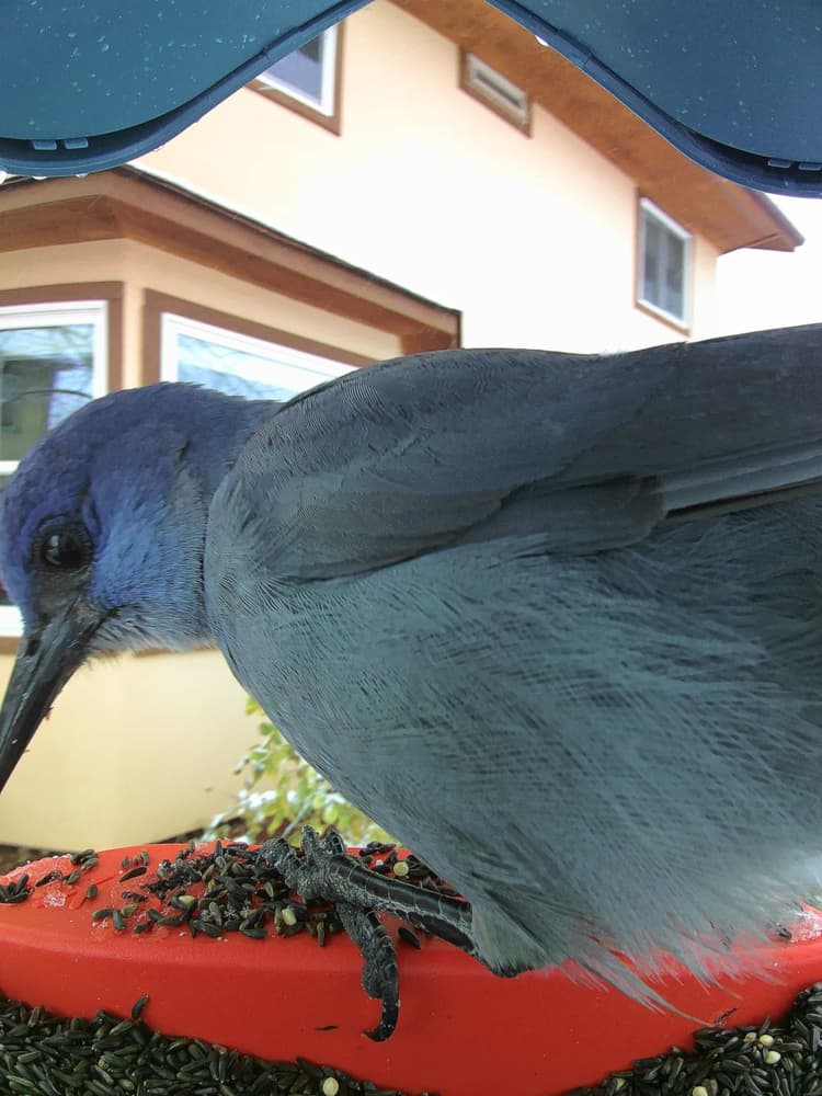 General Pinyon Jay comparison