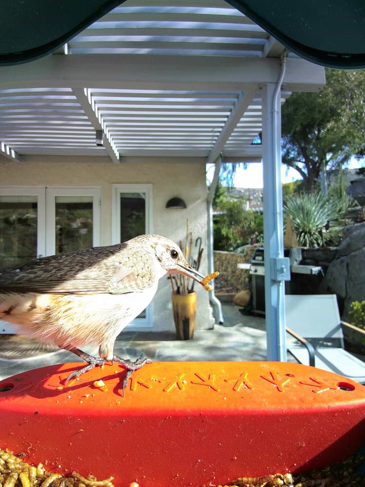 General Rock Wren comparison