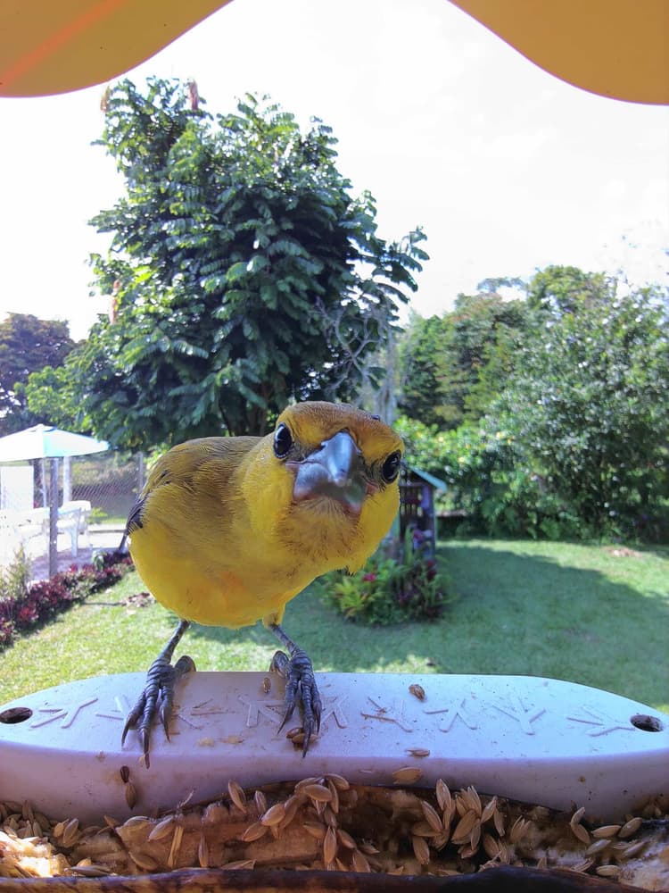 General Saffron Finch comparison