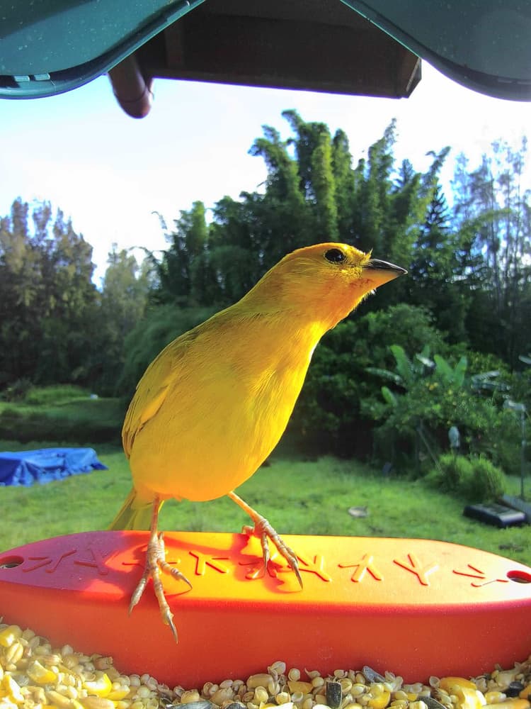 General Saffron Finch comparison