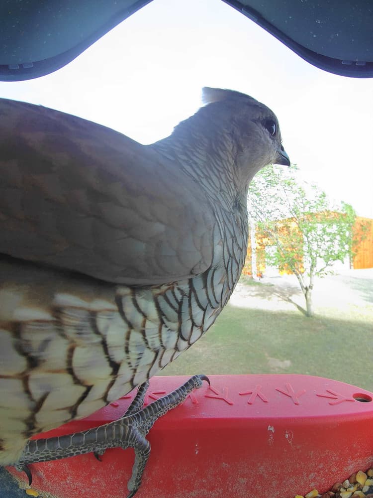 General Scaled Quail comparison