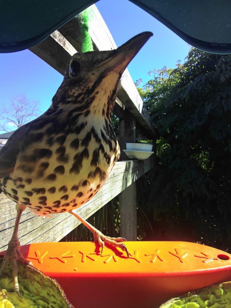 General Song Thrush comparison
