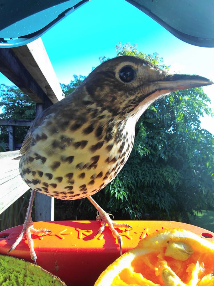 General Song Thrush comparison