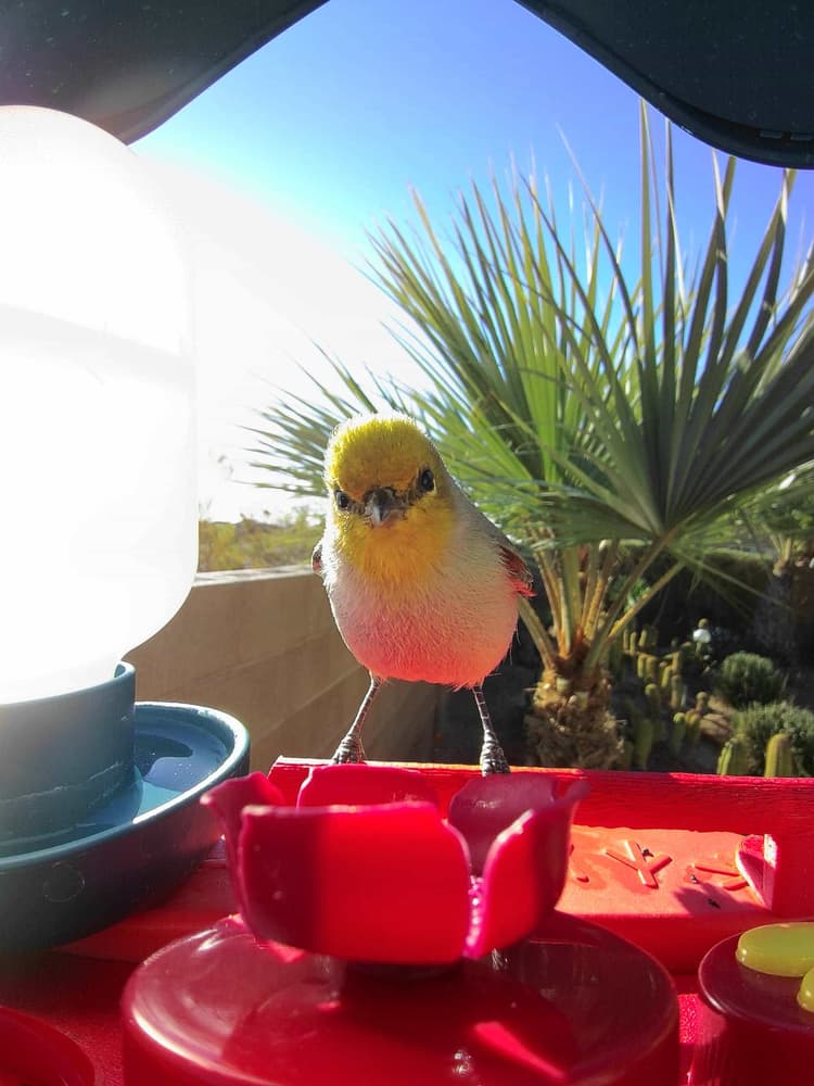 General Verdin comparison