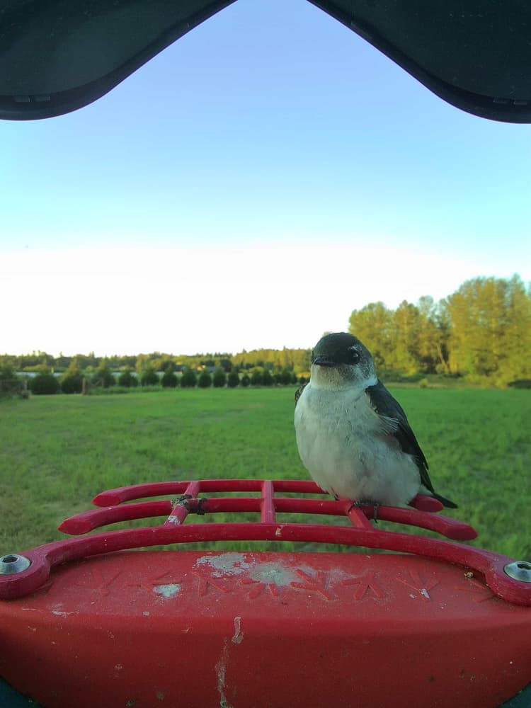 General Violet-Green Swallow comparison