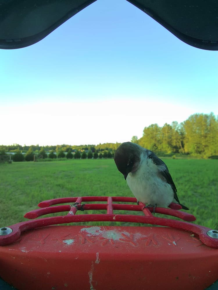 General Violet-Green Swallow comparison