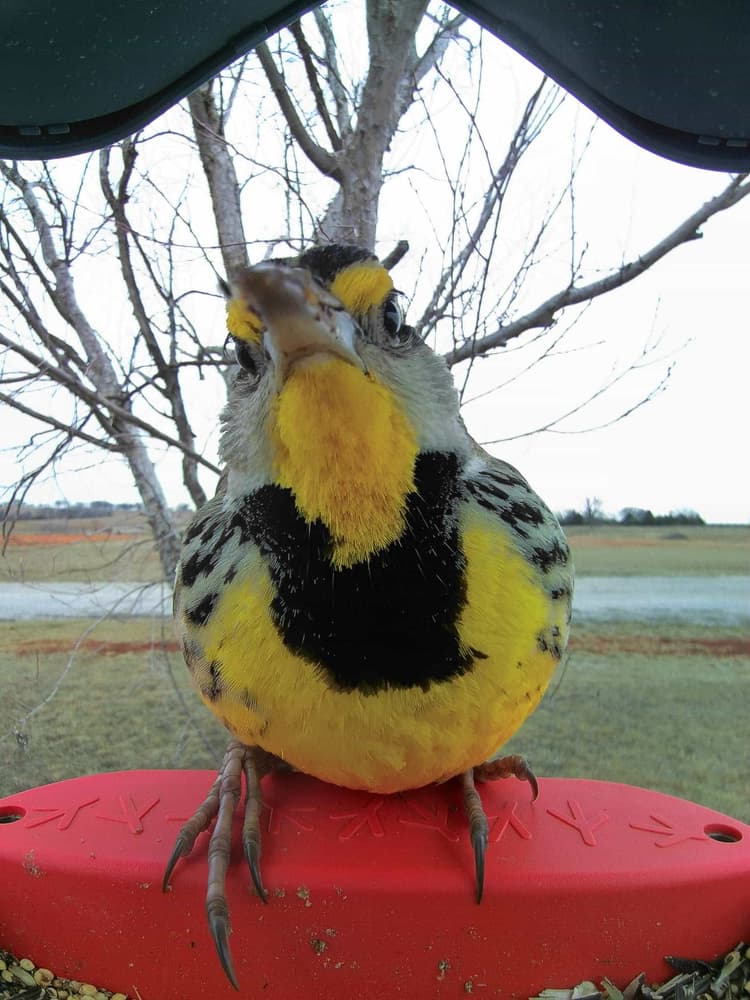 General Western Meadowlark comparison