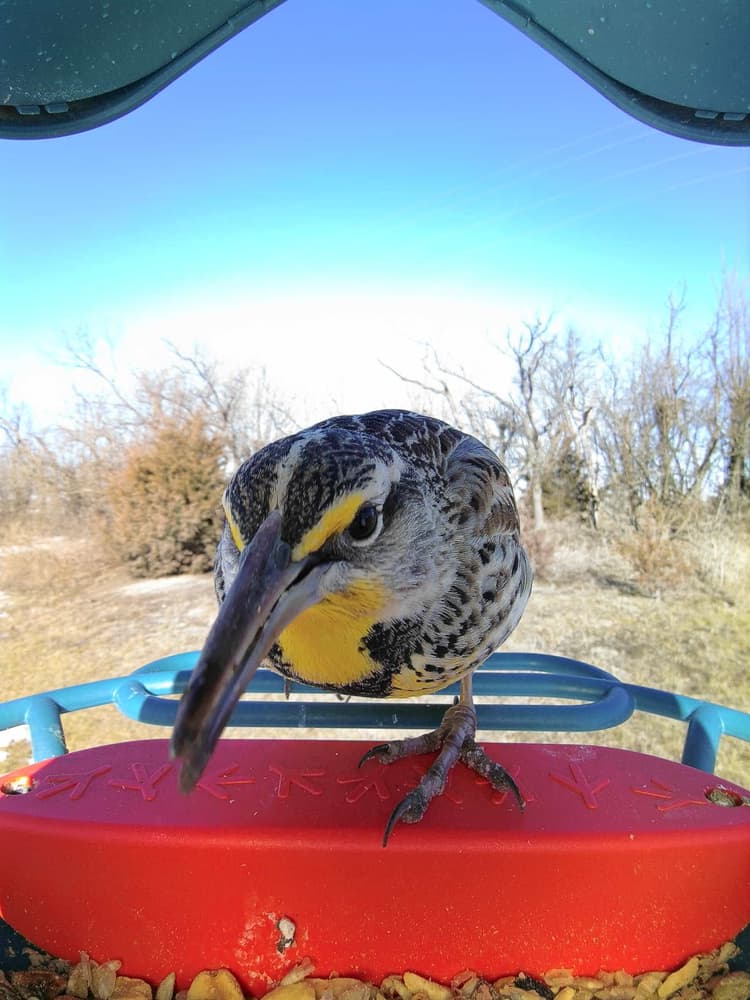 General Western Meadowlark comparison