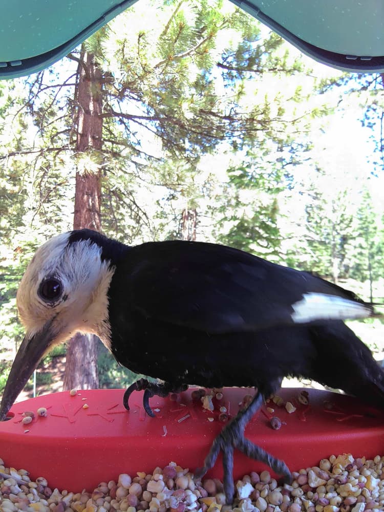 General White-Headed Woodpecker comparison