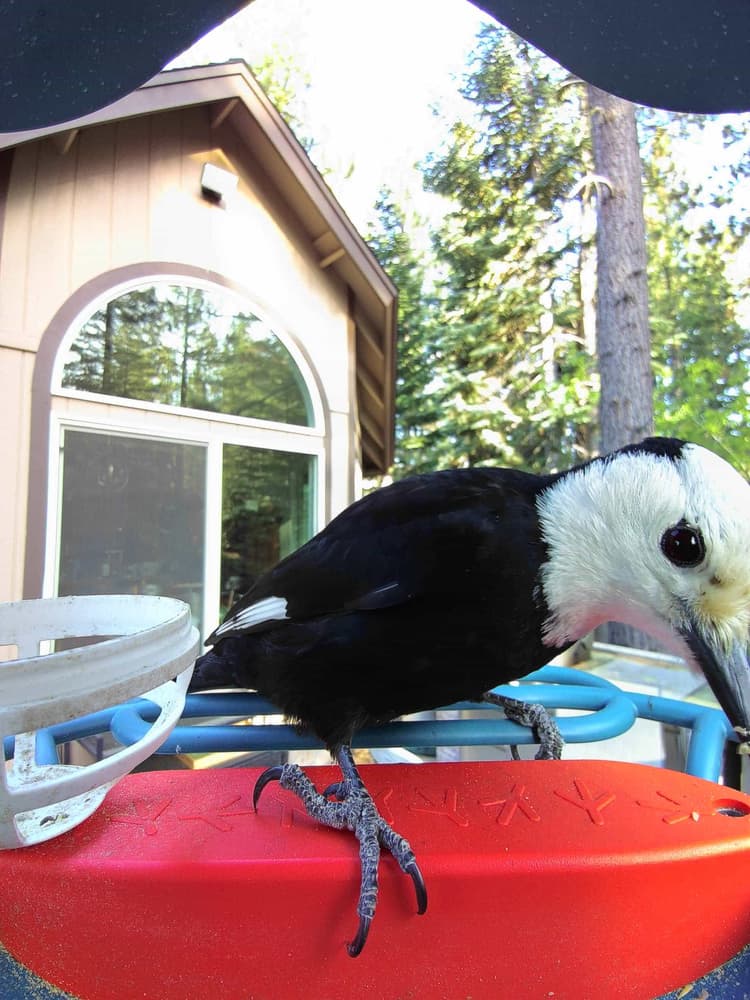 General White-Headed Woodpecker comparison