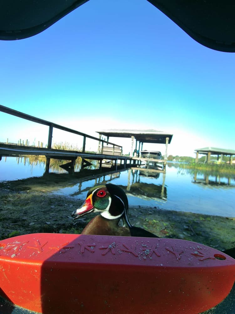 General Wood Duck comparison