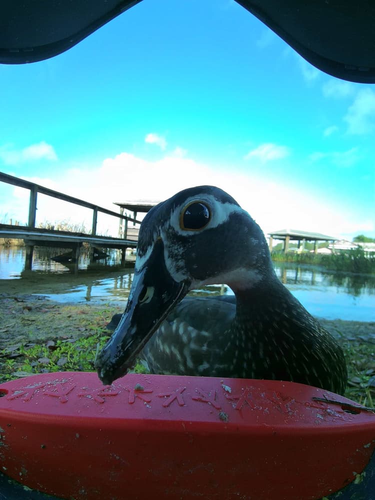 General Wood Duck comparison