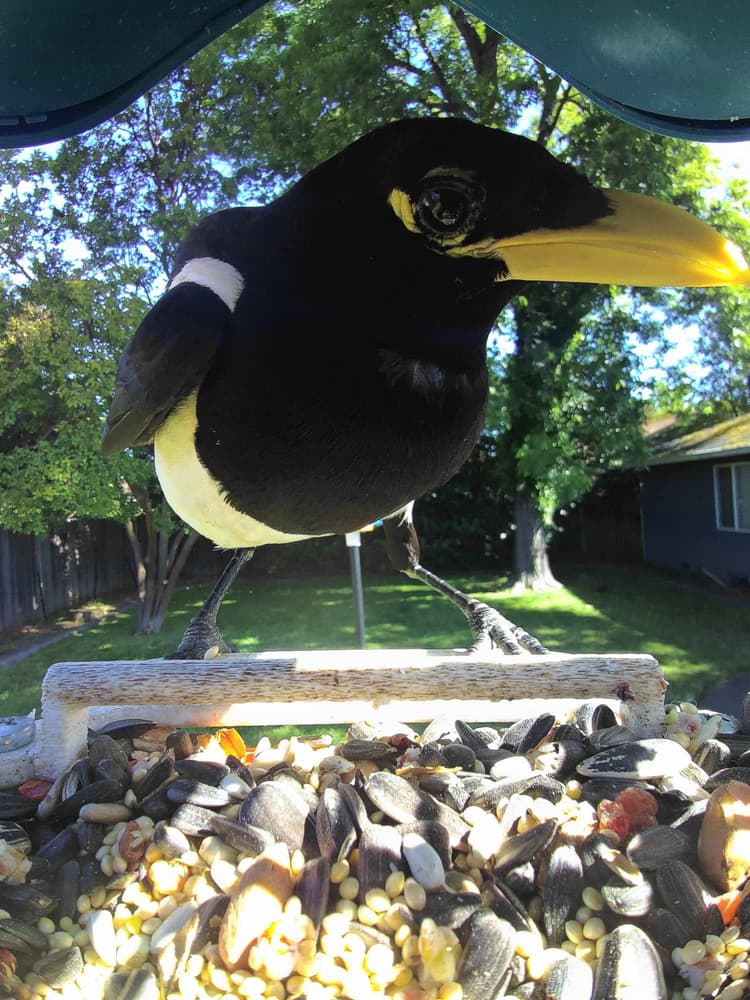 General Yellow-Billed Magpie comparison