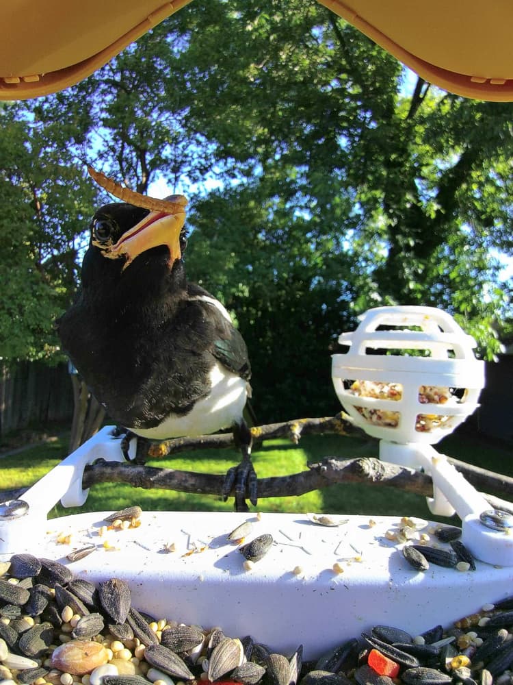 General Yellow-Billed Magpie comparison