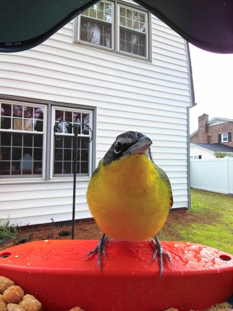 General Yellow-Breasted Chat comparison