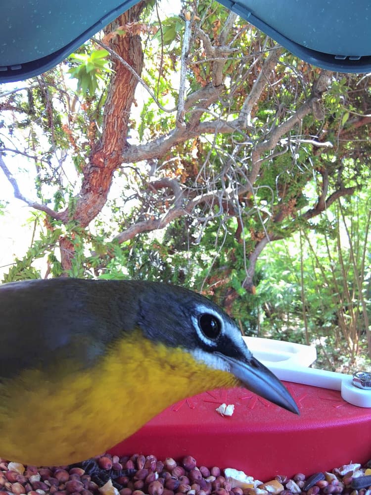 General Yellow-Breasted Chat comparison