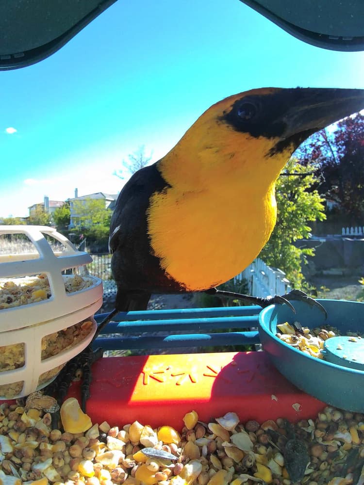 General Yellow-Headed Blackbird comparison