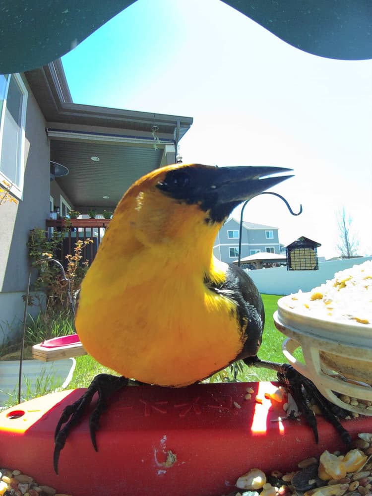 General Yellow-Headed Blackbird comparison