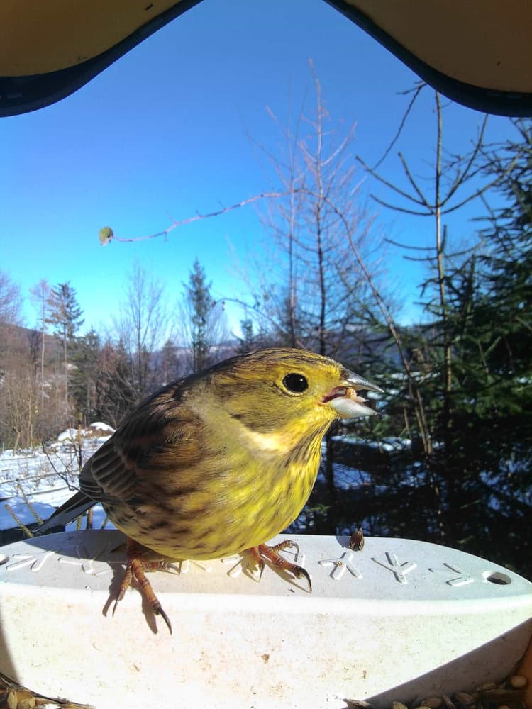 General Yellowhammer comparison